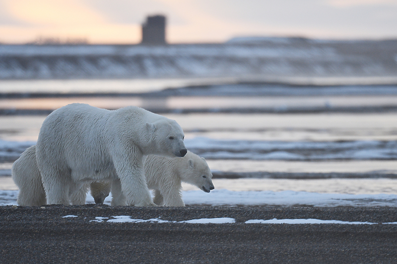 Polarni medvjedi na Aljasci (Ilustracija: Shutterstock)