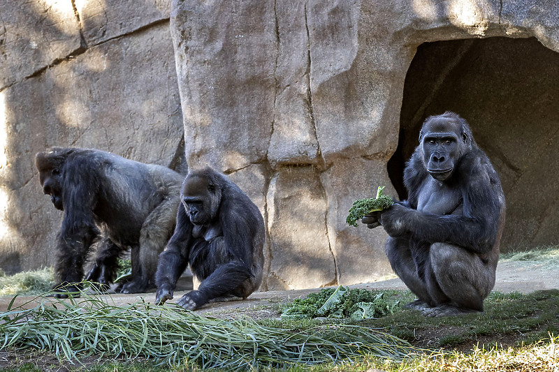 Tri zaražene gorile pokazuju simptome te se dalje prati njihovo zdravstveno stanje (Foto: EPA-EFE)
