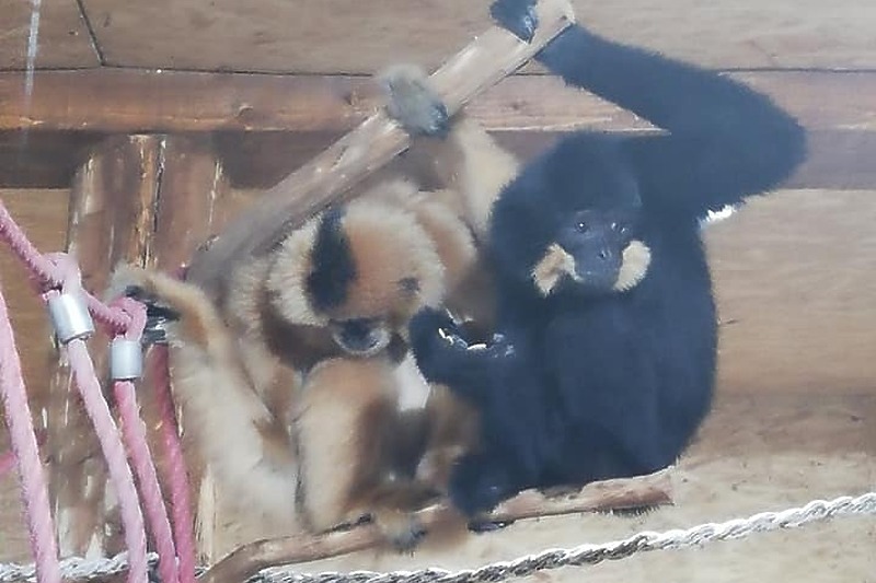 Čovjekoliki majmuni (Foto: KJKP Park Sarajevo)