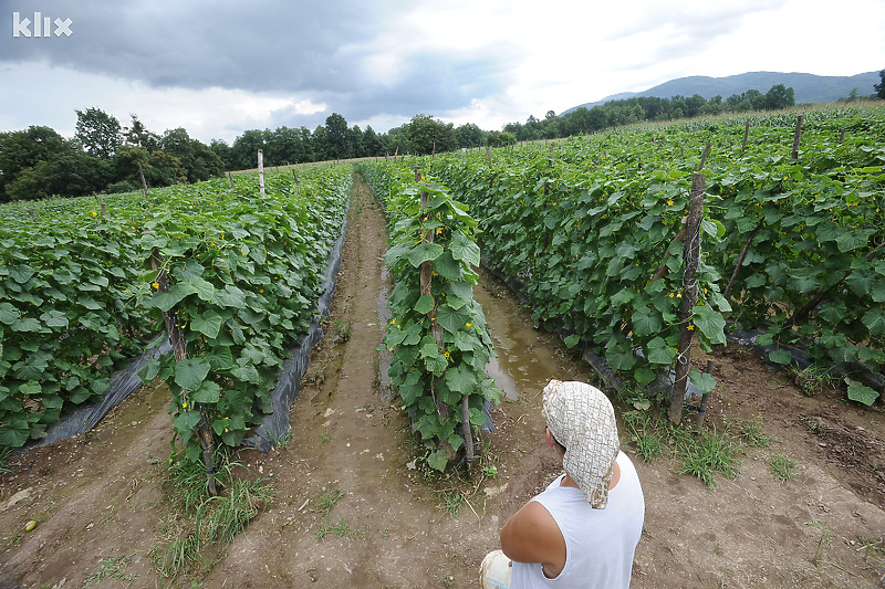 Lanjski zasadi kornišona u Živinicama (Foto: Arhiv/Klix.ba)