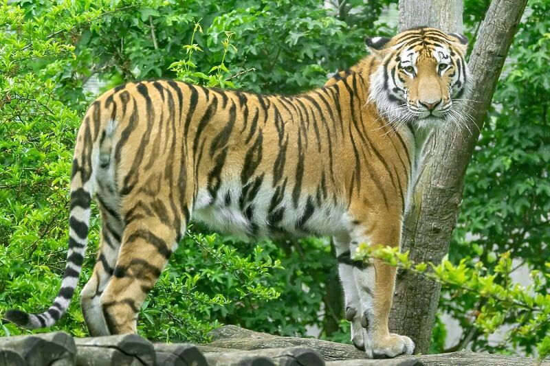 Tigar Pepe (Foto: Zoološki vrt Schönbrunn)