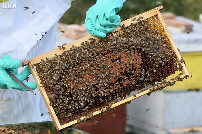 Pčele nemaju adekvatnu prirodnu prehranu (Foto: A. K./Klix.ba)