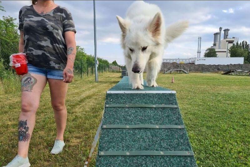 Foto: Hundeschule Mannsberger