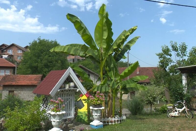 Uzgajaju biljke neobične za naše podneblje (Foto: RTV Doboj)