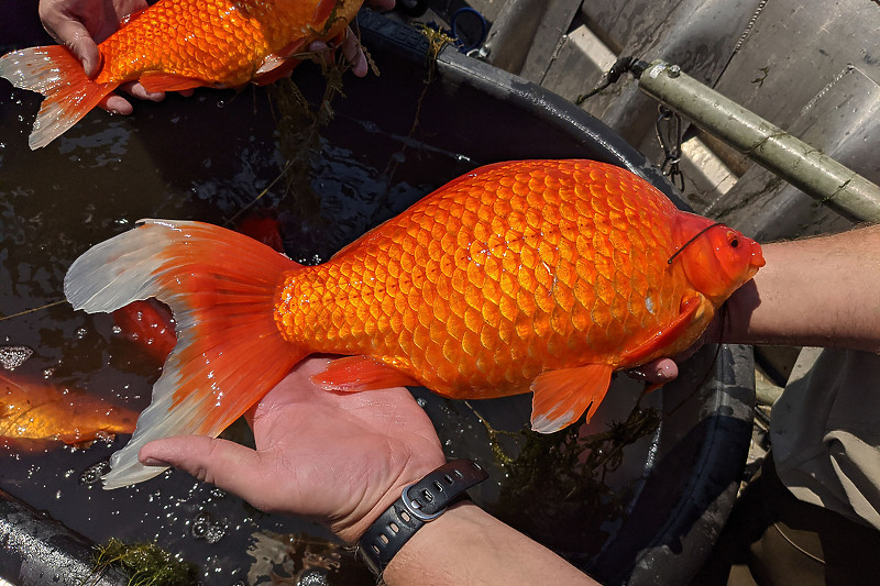 Zlatna riba pronađena u jezeru Keller (Foto: City of Burnsville)