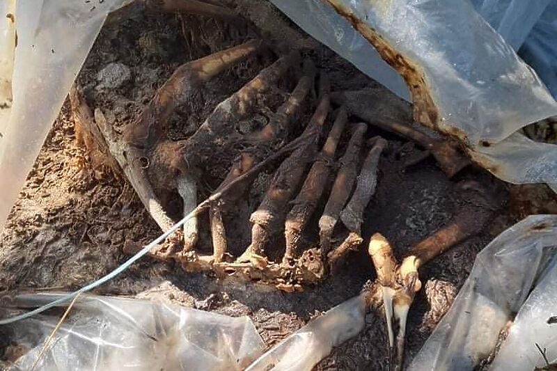 Odlaganje kostiju životinja na lokalitetu Livade kod Visokog
