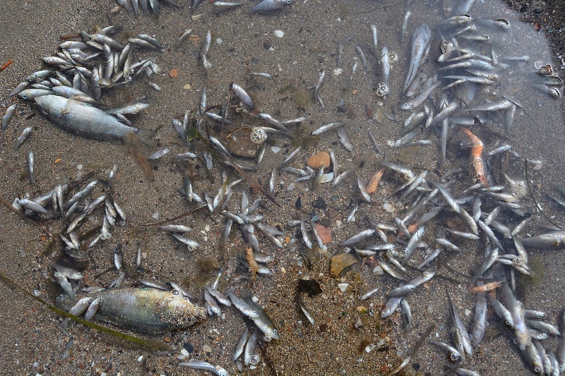 Pomor ribe u španskom Mar Menoru (Foto: EPA-EFE)