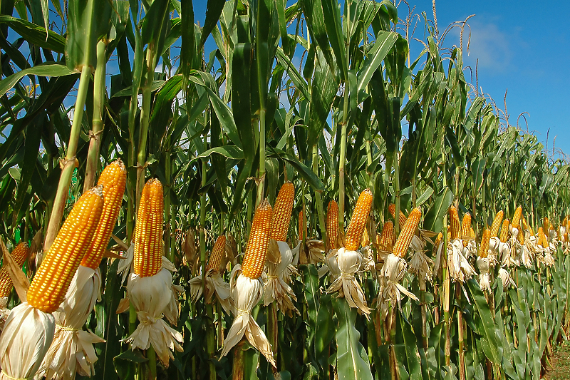 Nedostatak vlage bio je veliki problem/Foto: Shutterstock