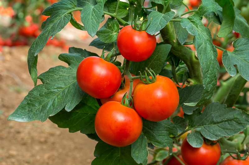 Riječ je o hibridnom kontejnerskom rasadu paradajza/Foto: Shutterstock