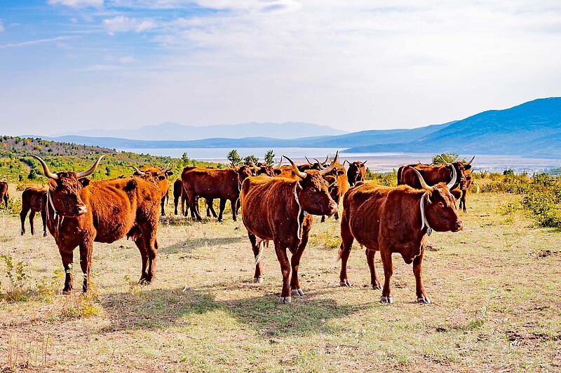 Farma Podhum primjer je dobre prakse slobodnog uzgoja goveda