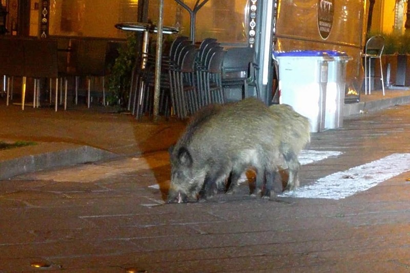 Dvilje svinje sve učestalije na ulicama Rima (Foto: Facebook)