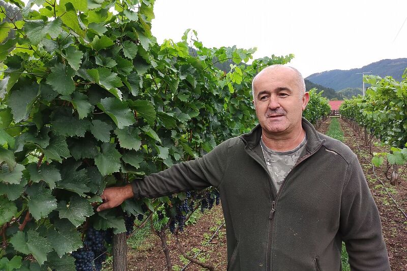 Fahrudin Isić u svom vinogradu