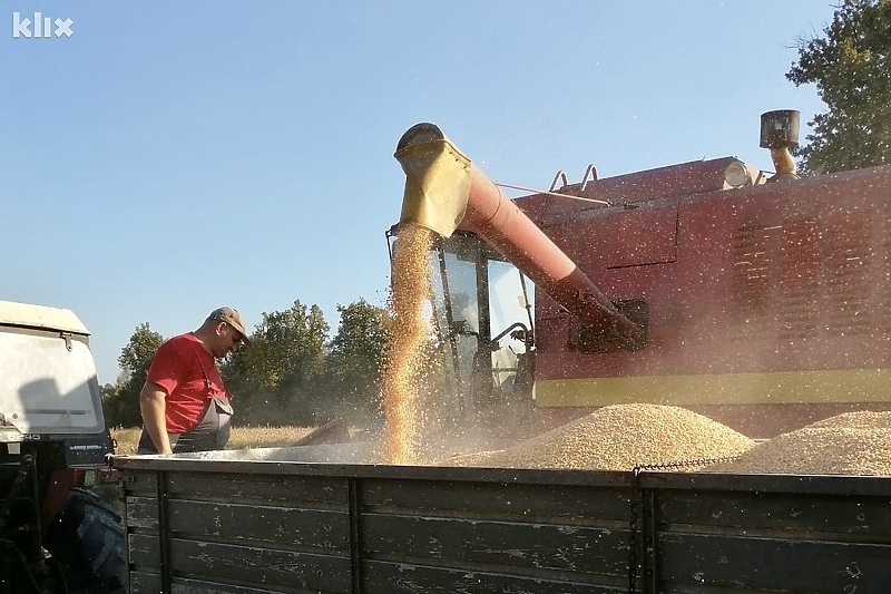 Berba kukuruza u Semberiji u završnoj je fazi (Foto: Klix.ba)