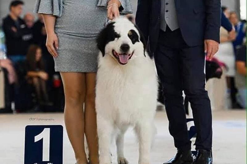 Bosanski tornjak Sevdah (Foto: Facebook)