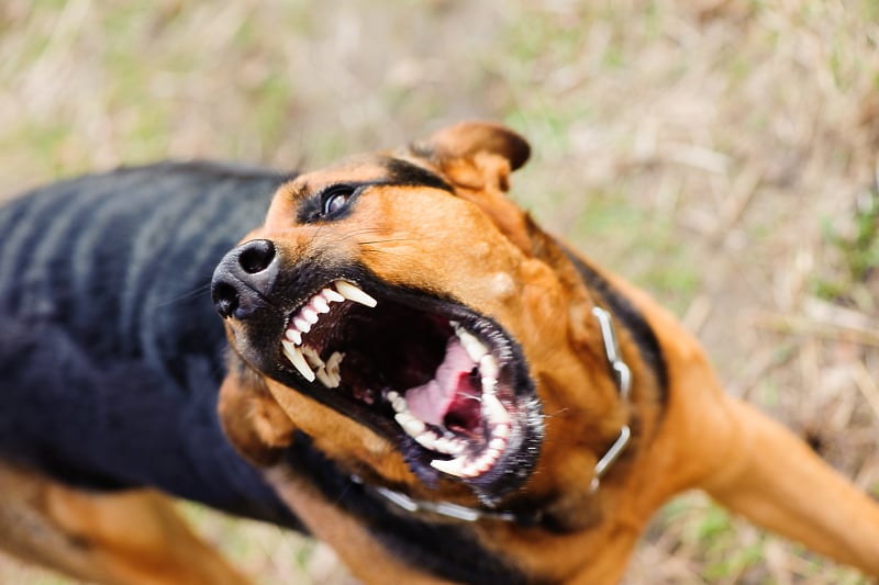 Mjesečno bude prijavljeno po nekoliko ujeda pasa (Foto: Shutterstock)