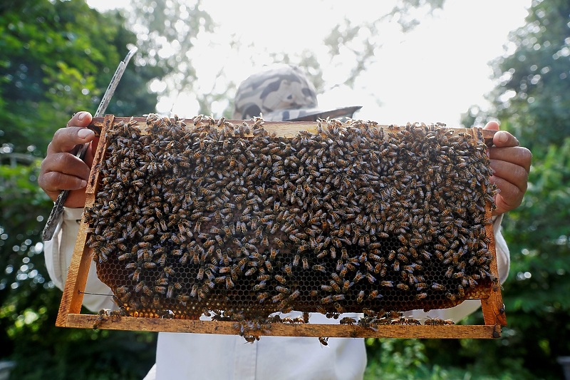 Pčelari probleme imaju već tri godine (Foto: EPA-EFE)