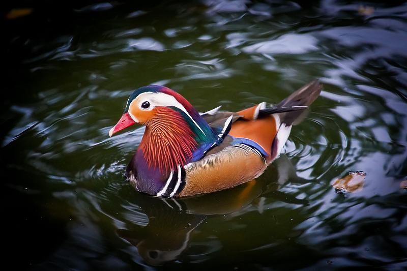 Ilustracija: Shutterstock