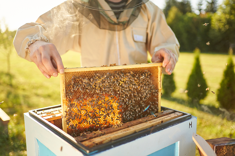 Ozbiljna pažnja treba se posvetiti oprašivanju, poručili su pčelari/Foto: Shutterstock