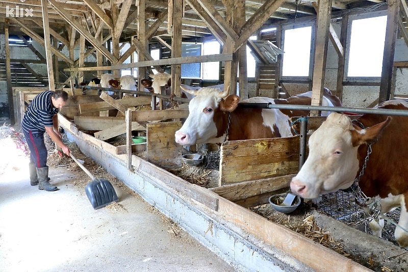 Tuzlanski farmeri očekuju angažman nadležnih (Foto: A. K./Klix.ba)