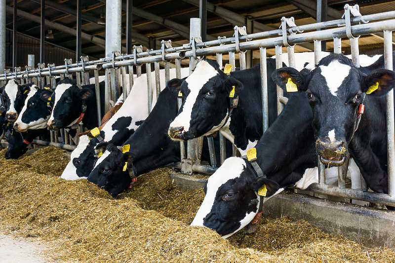 Sve je poskupjelo, a cijena mlijeka je ostala ista/Foto: Shutterstock