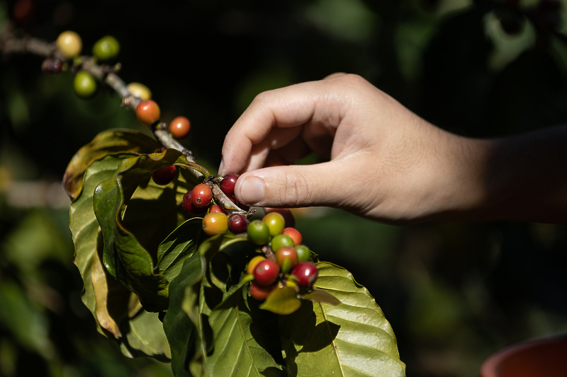 Klimatske promjene ugrožavaju plantaže kafe (Foto: EPA-EFE)