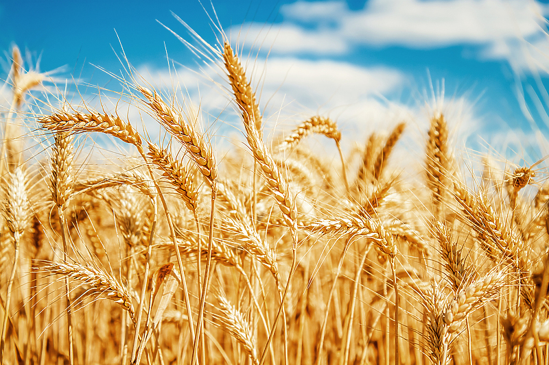Rusija je najveći svjetski izvoznik pšenice/Foto: Shutterstock