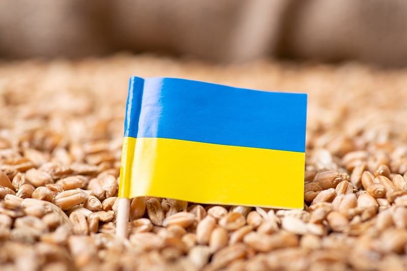 Ukrajina je svjetski poljoprivredni proizvođač, a ovogodišnja žetva će biti upolovljena