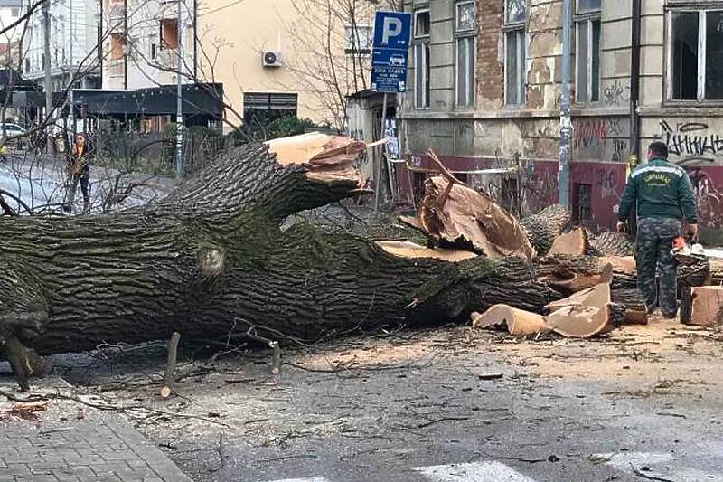 Bijeljina: Saobraćaj zaustavljen zbog pada hrasta (Foto: RTRS)