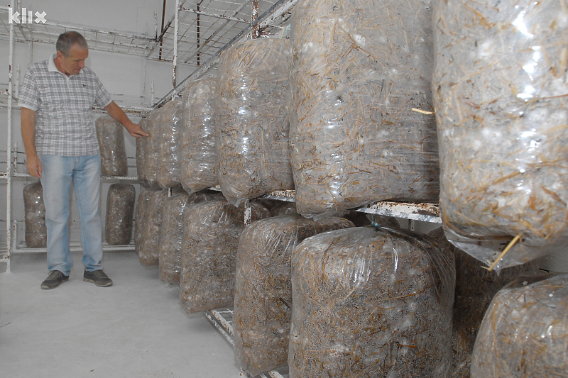 Tuzlanski uzgajivači godišnje proizvedu do 600 tona gljiva (Foto: A. K./Klix.ba)