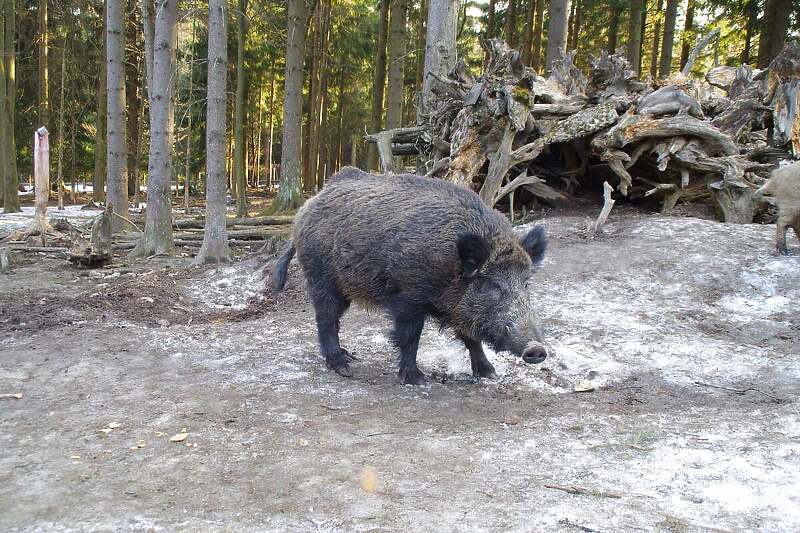 Divlja svinja u njemačkom parku dobila je novo ime (Foto:  Facebook)