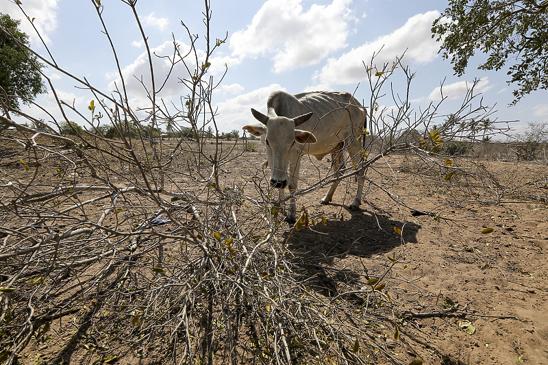 Sušni period na istoku Afrike traje već četiri godine (Foto: EPA-EFE)