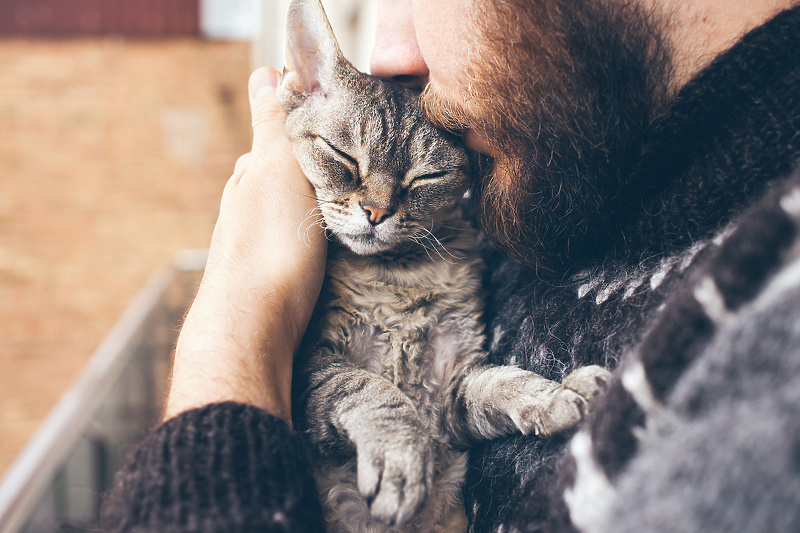 Mačke mare za svoju okolinu puno više nego što mislimo (Ilustracija: Shutterstock)