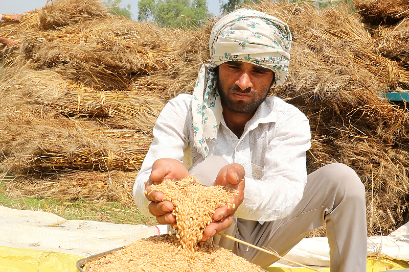 Indijski farmer drži u rukama ovogodišnju pšenicu (Foto: EPA-EFE)