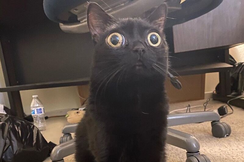 Mačka Jinx (Foto: Instagram)