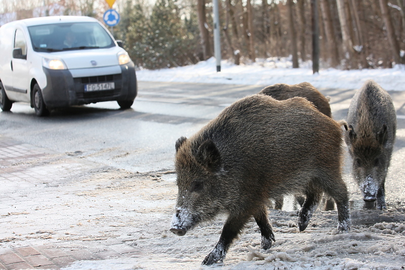 Divlje svinje izazivaju probleme stanovnicima Rima (Foto: EPA-EFE)