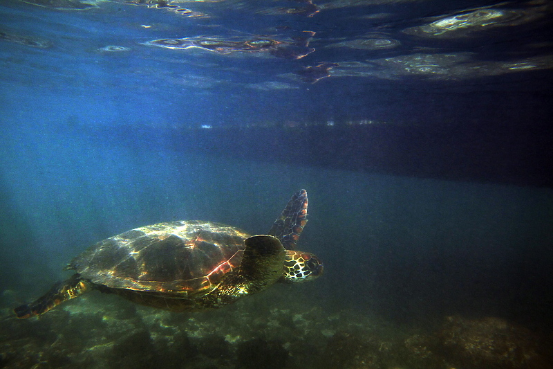 Naučnici smatraju da neke morske kornjače nemaju pojma gdje idu (Foto: EPA-EFE)
