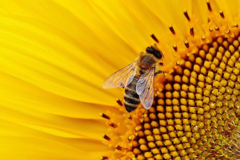 Zaštita pčela kao ugrožene vrste jedan od zadataka vlasti u Beču (Foto: Alexas Fotos)