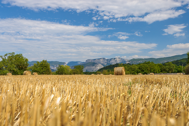 Foto: Shutterstock / Francuska je najveći proizvođač žitarica u EU