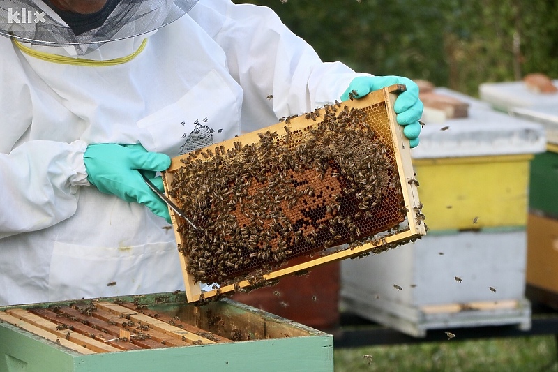 Bh. pčele su već na ispašama (Foto: A. K./Klix.ba)