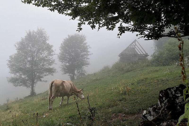 Proizvodnja mlijeka u Bosni i Hercegovini pred kolapsom (Foto: EPA-EFE)
