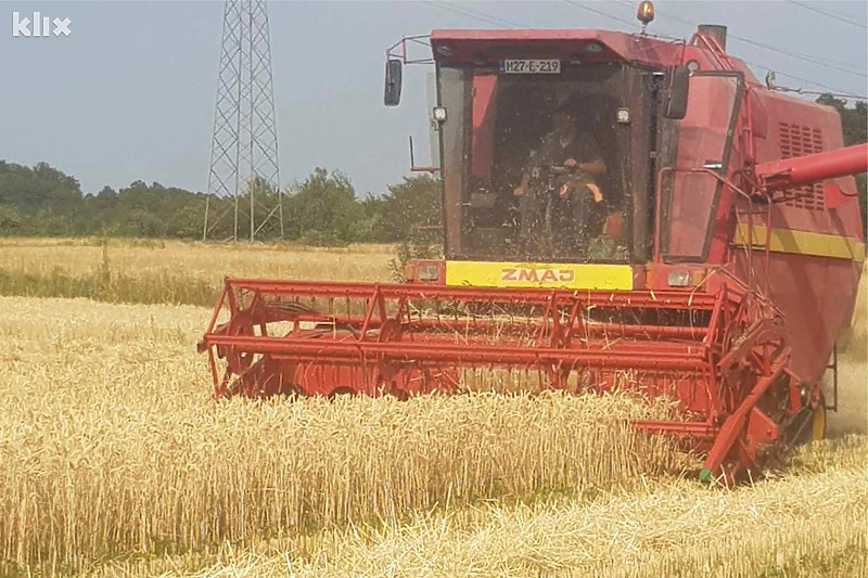 Žetva pšenice u punom je jeku u selima Semberije (Foto: Klix.ba)