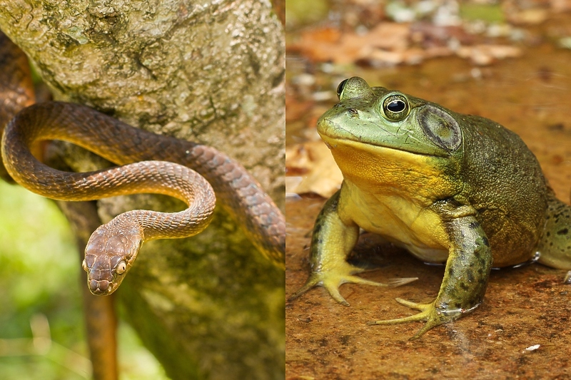 Smeđa drvena zmija i američka bikova žaba (Foto: Shutterstock)