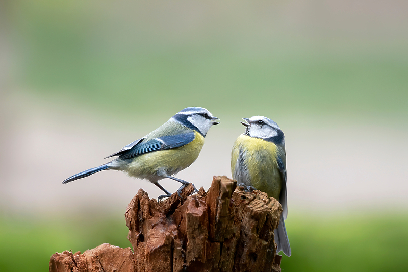 Plava sjenica (Foto: Shutterstock)