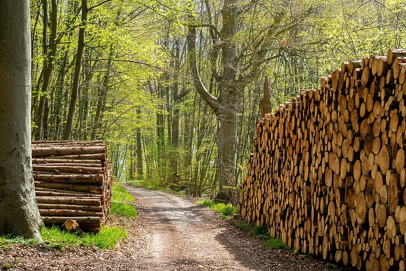 U BiH smanjena proizvodnja šumskih sortimenata (Ilustracija: Shutterstock)