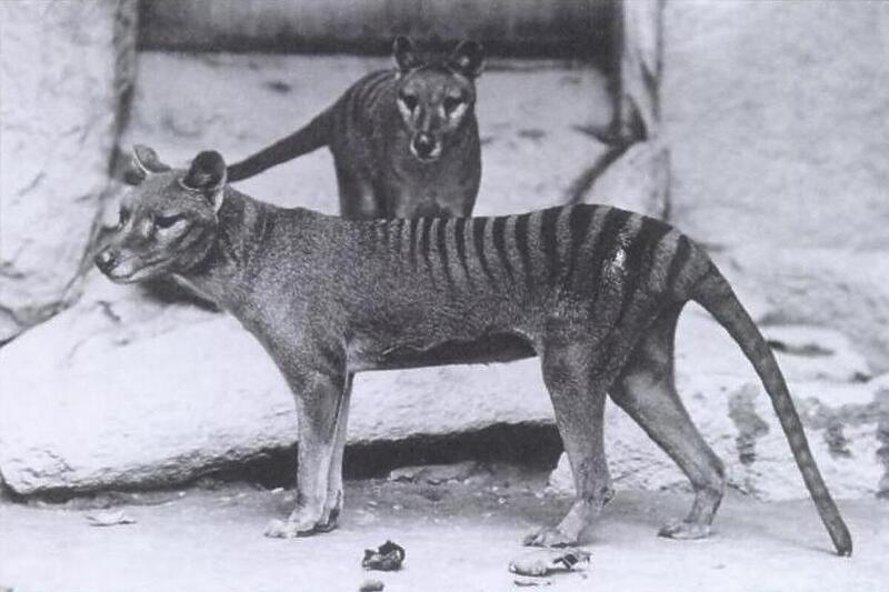 Tasmanijski tigar, fotografija iz 1903. godine