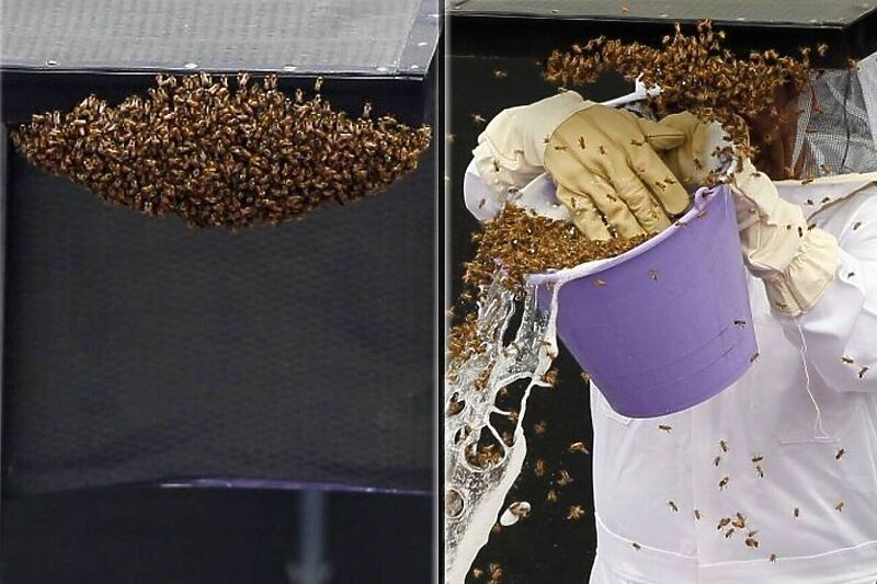 Pčele napravile problem (Foto: Twitter)
