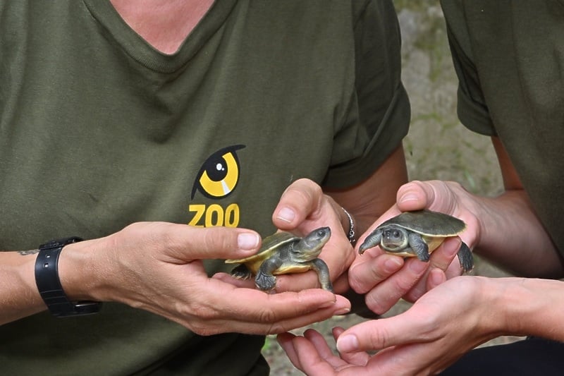 Zoološki vrt Schonbrun od 2010. radi na zaštiti rijetke vrste kornjače čije je stanište u Bangladešu
