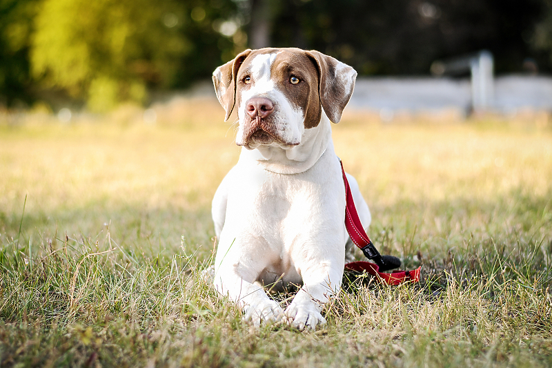 Psi su u ovim situacijama skloni promjeni ponašanja prema vlasniku (Ilustracija: Shutterstock)