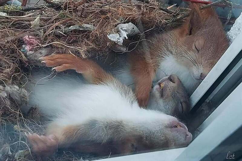 Preslatke uspavane vjeverice mogu vam popraviti dan (Foto:Twitter)