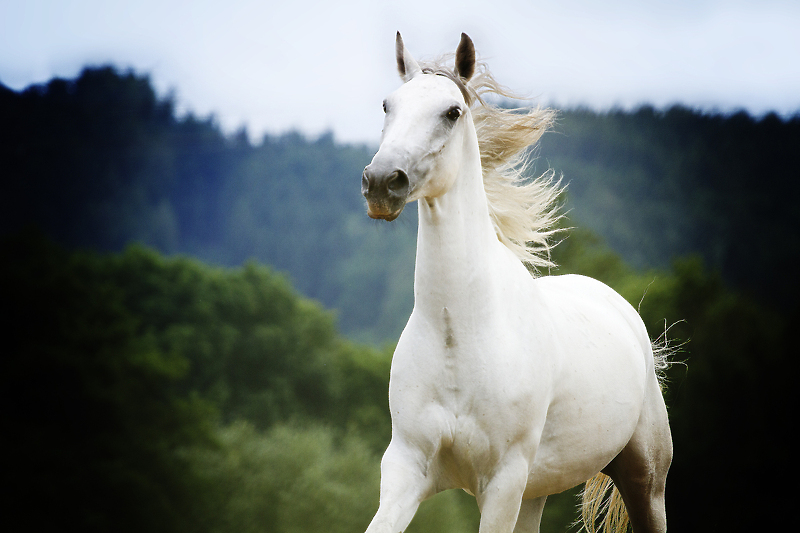 Konj lipicaner (Foto: Shutterstock)